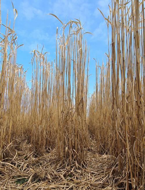 Miscanthus pret a la recolte